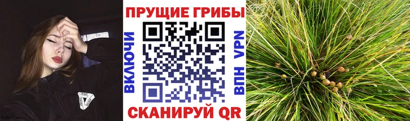 магазин    Солнечногорск  Галлюциногенные грибы мицелий 